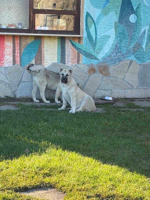 Изгубени бебета кангали под Белинташ, възнаграждение!!!