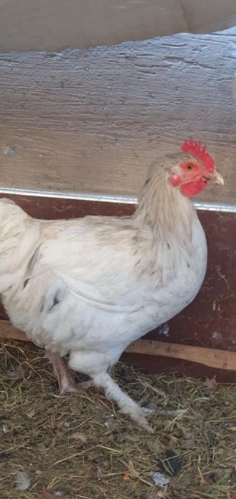 Петухи Хурозлар хонаки ва броллер