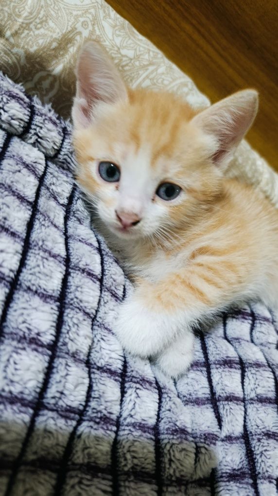 ласковые котятя срочно ищут дом