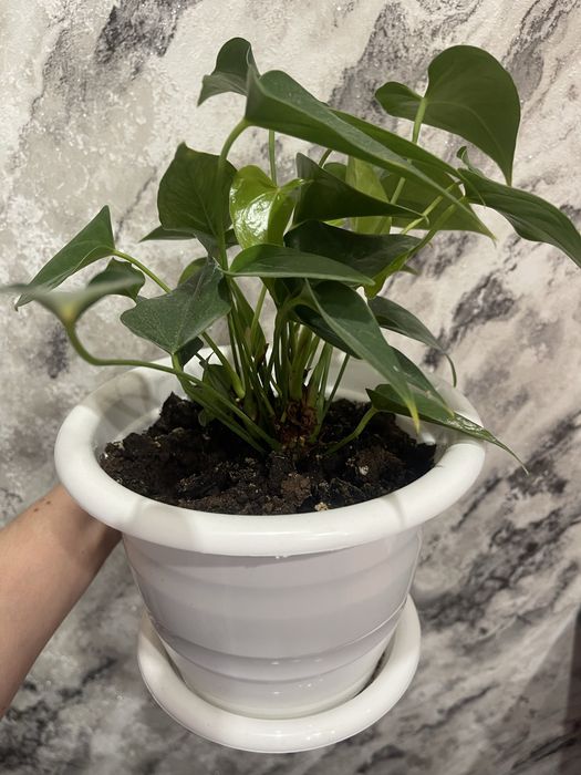 Антуриум ( мужское счастье)