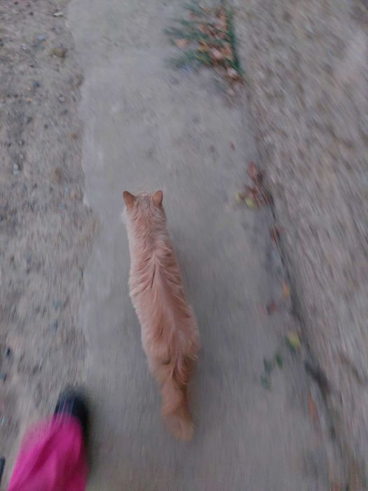 Хайленд страйт 1 год сделаны всё уколы  характер  спокойная девочка