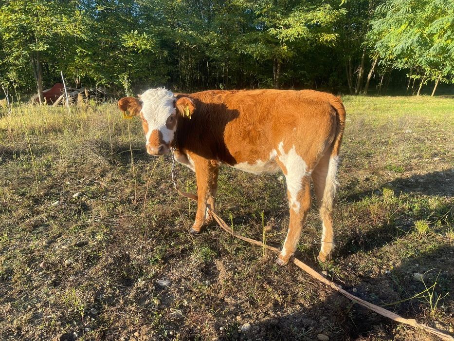 Vand Vaca De Lapte Baltata Romaneasca