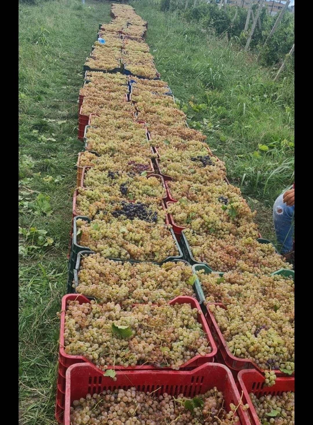 Vând struguri de vin de la Vrancea