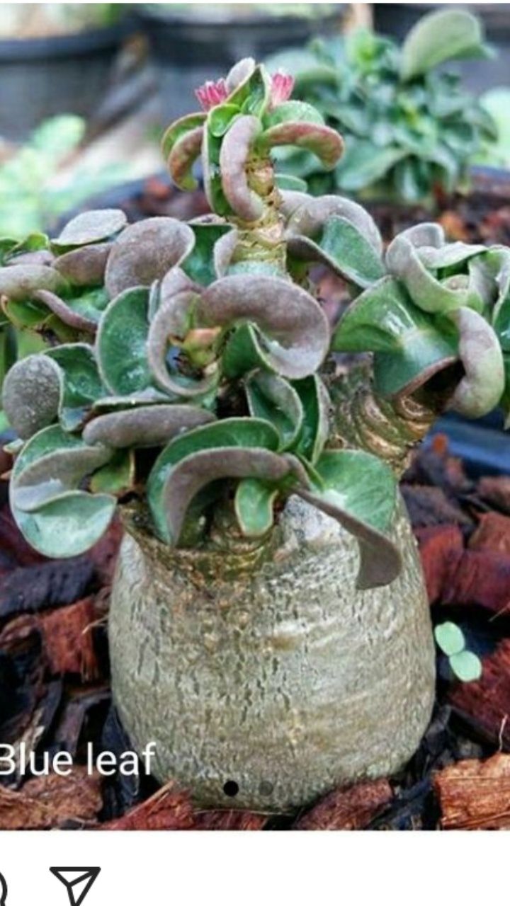 Продам семена адениума сорт Dorset Horn Arabicum