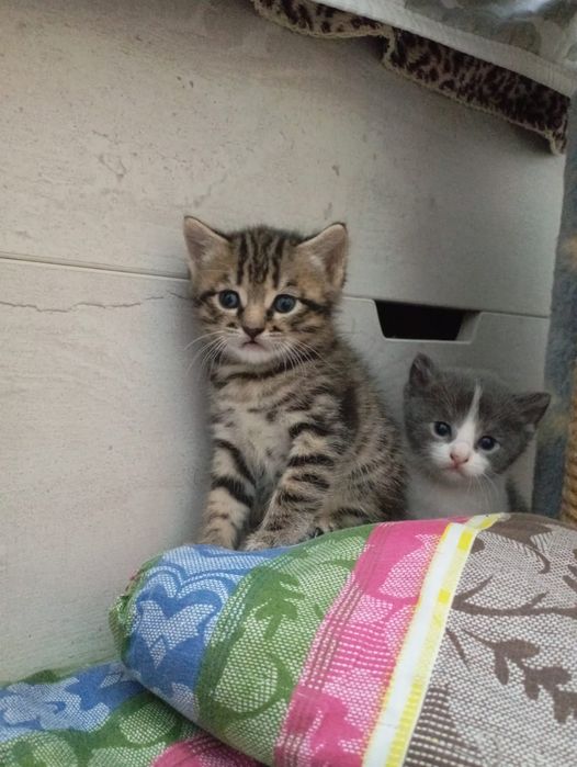 Котята породистые