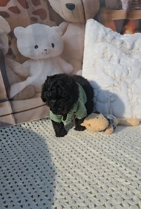 Мини пудел с родословие- 5 поколения назад