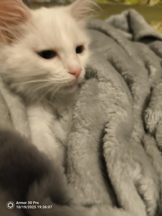 Подарявам коте на около 4 месеца