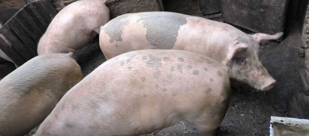 Прасета за луканки