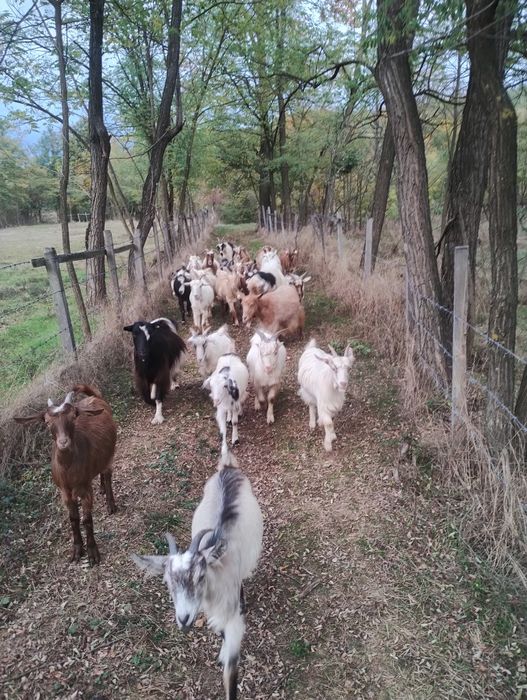 Vând capre  bune de lapte