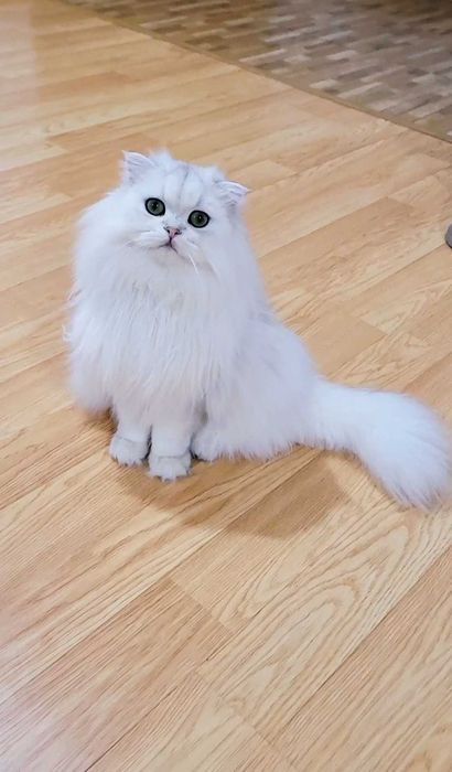 Scottish straight longhair pedigree exemplar superb, bijuterie