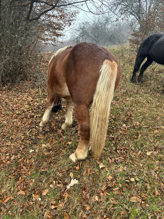 Vand manz de un an si 4 luni