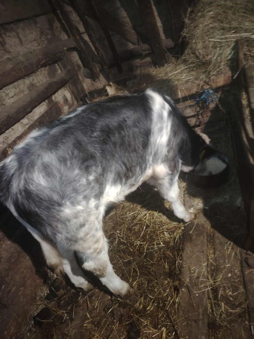 Vând vițel de belga