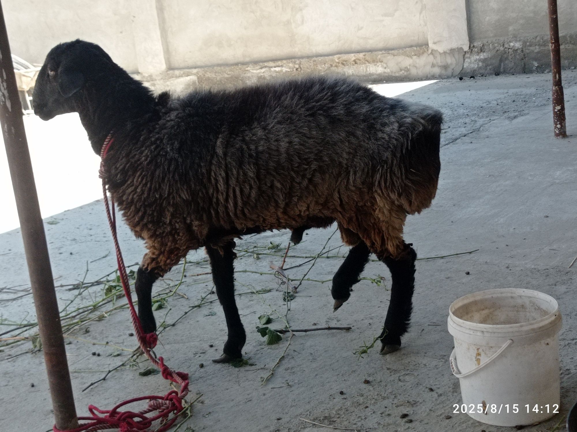 Soğlom qõchqor sotiladi yiyishi yaxshi 720000