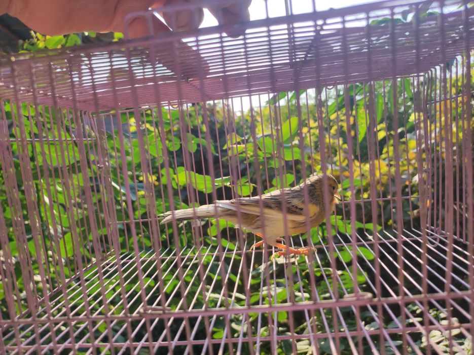 Канарейки самки разные обмен тоже есть