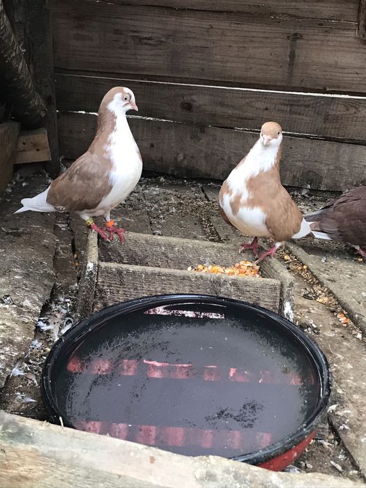 Porumbei galateni jucatori