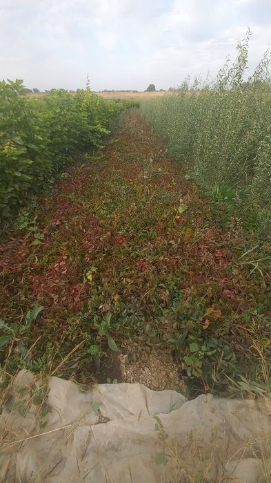 Саженцы декоративных деревьев