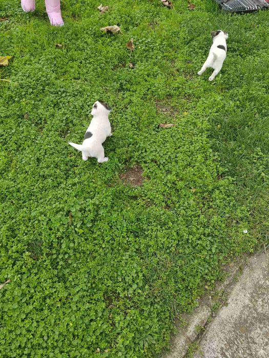 Продавам Джак Ръсел териер