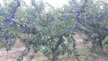 Prune  pentru palinca