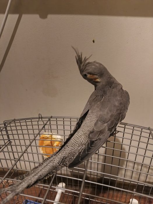 Korella sotiladi qafasi bilan 1 шт