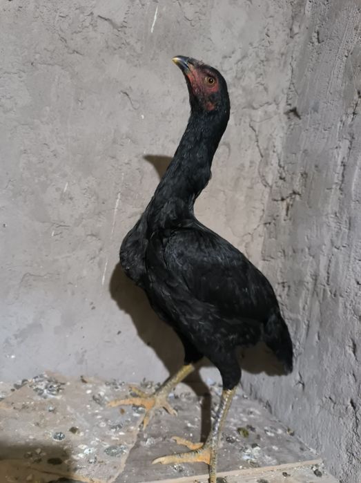 Тауык дакан  4 айлық Шымкент тек түр  келісеміз