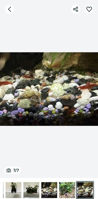 Decoruri naturale acvariu, plante,lemne ,melci, creveți, nuca de cocos