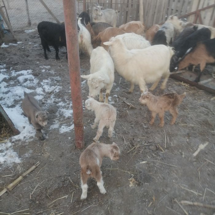 Vând capre fatate cu iezi