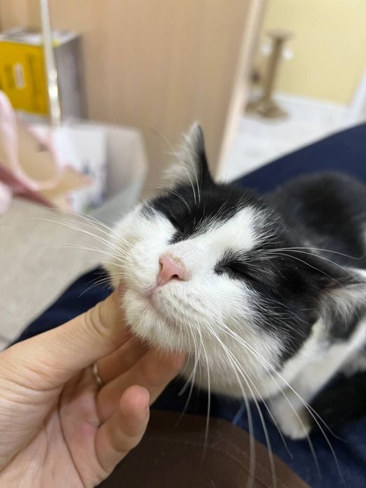 Отдам котенка в добрые руки