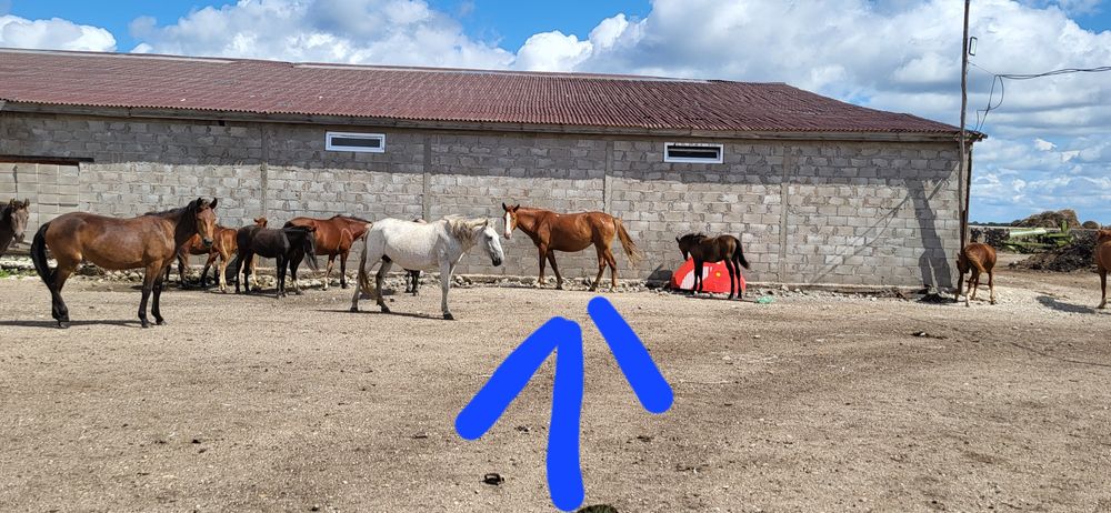 Продам кобылу 160+