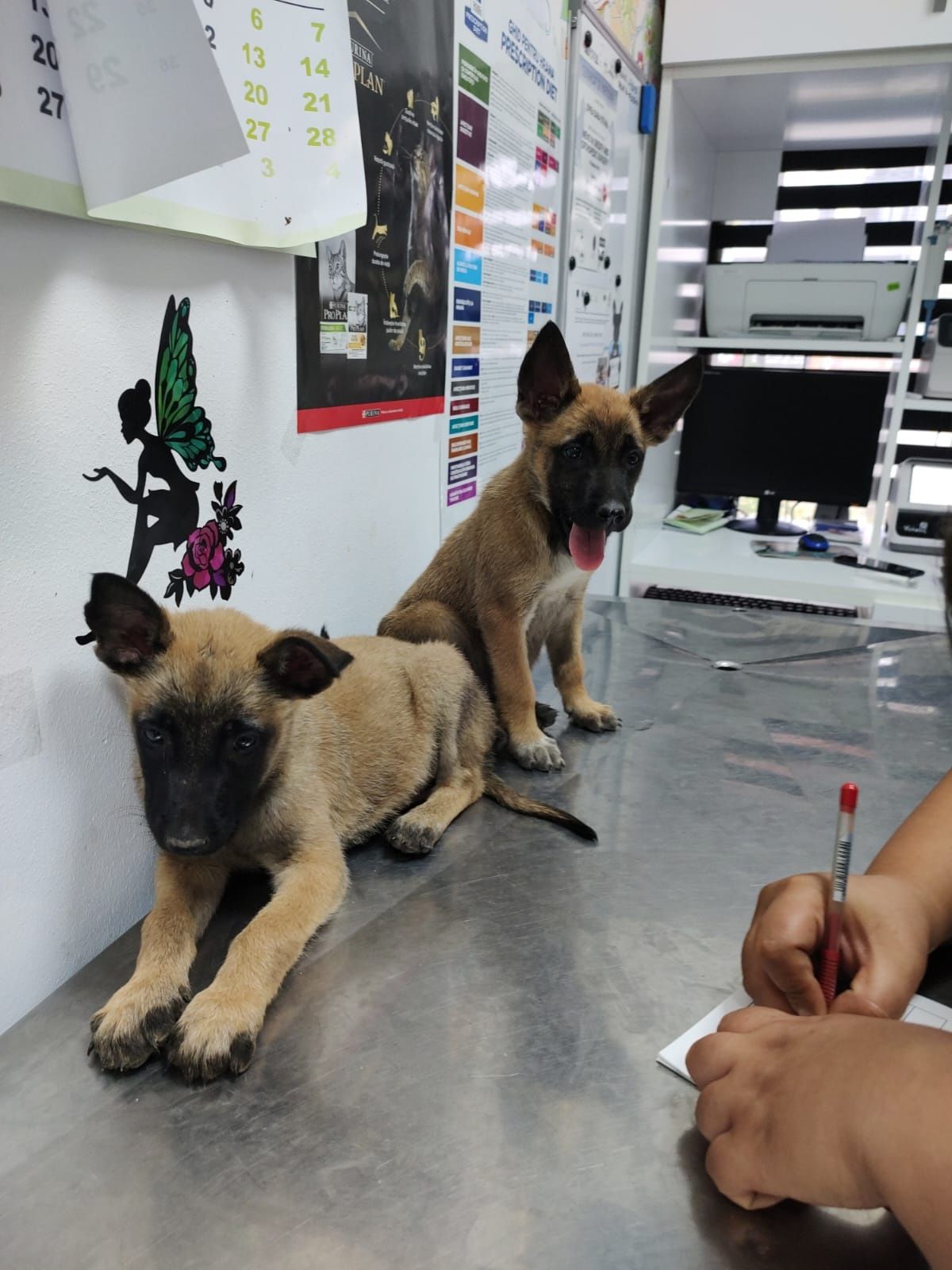 Pui malinois femele