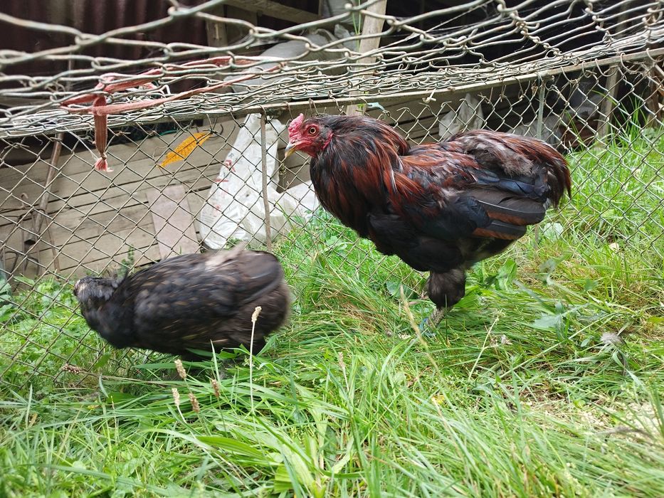 Araucana potârnichiu sălbatic