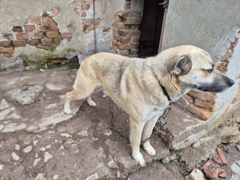 Голямо младо куче