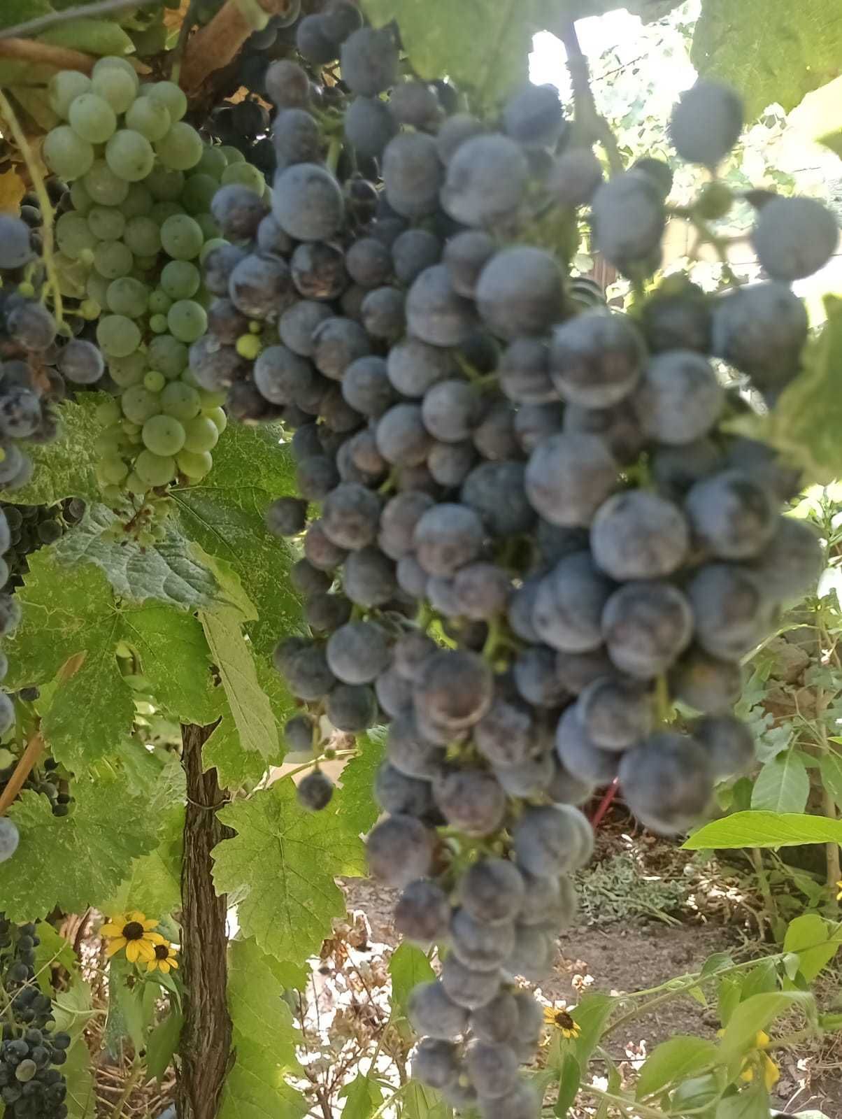 Vand struguri negri (burgund si merlot) pentru vin.