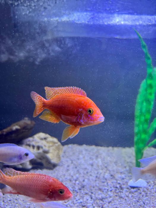 Продаются орхидеи