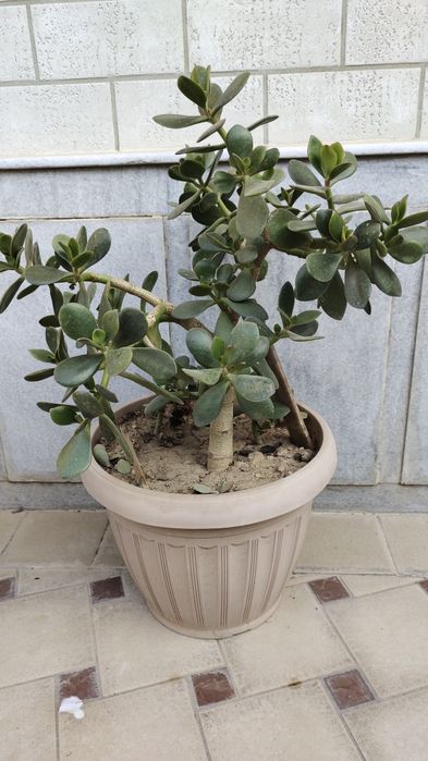 Продается денежное дерево. Цена от 35 000 сум до 170 000 сум