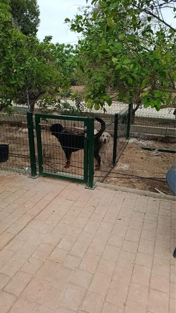 ТОП ЦЕНА Високо качество ОГрадни пана, врати, портали, мрежа жив плет