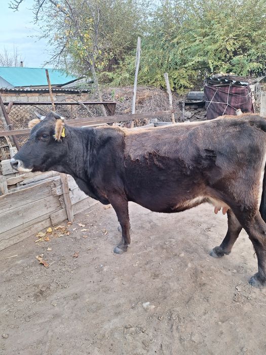 Продам семіз сиыр, дойную корову