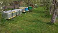 Vând 10 familii albine , urgent , desfințare stupina