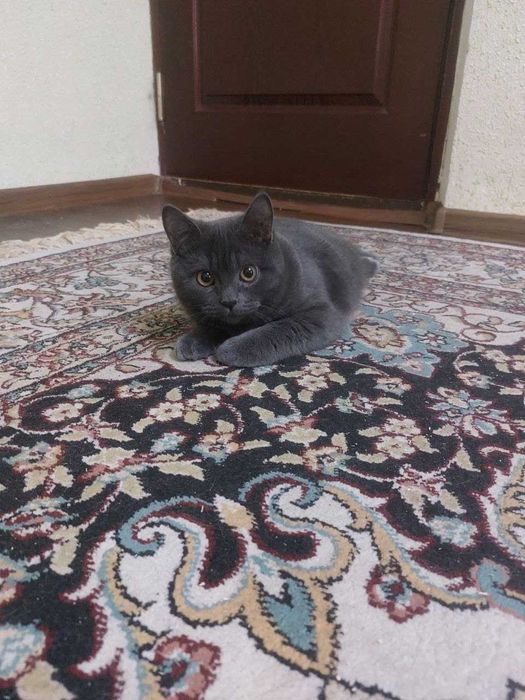 Породный скоттиш страйт самец