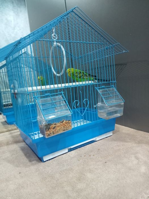 Попугай Продам попугая