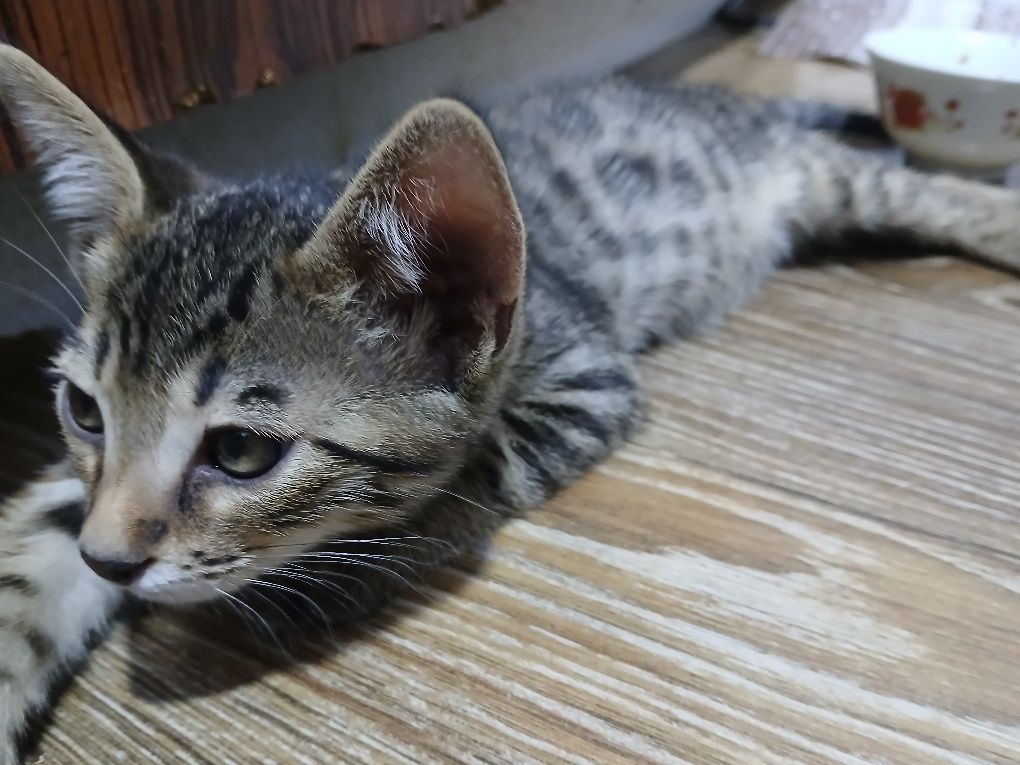 Продаётся  котята бенгальские Котята