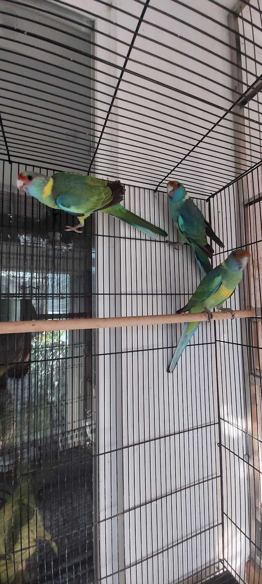 Papagali bernard , barnardius , kragen