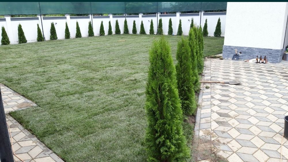 Vand plante ornamentale