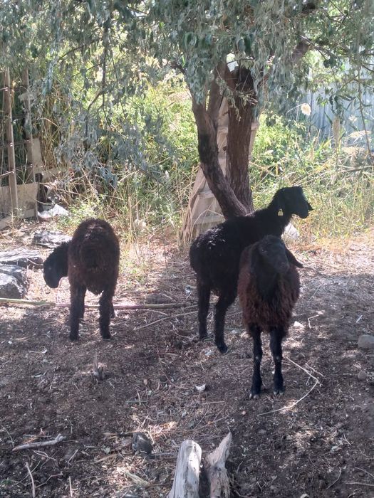 Қой сатылады. Тез арада