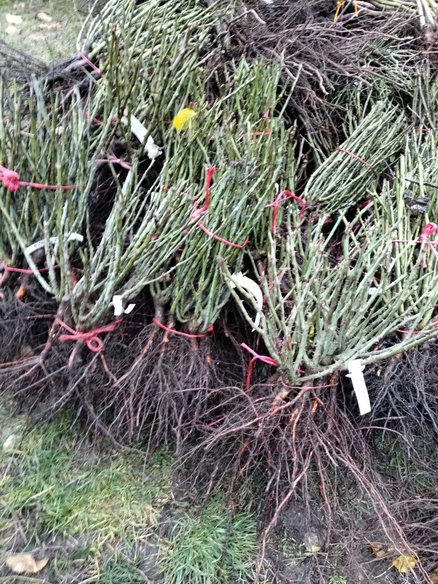 Trandafiri pomisor de la producător 23 de culori diferite .