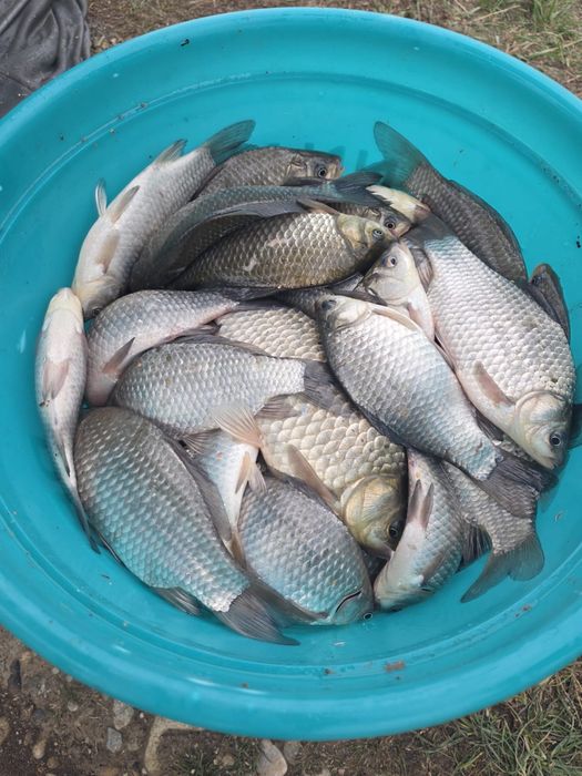 Caras consum, reopulare, rapitor, peste de consum