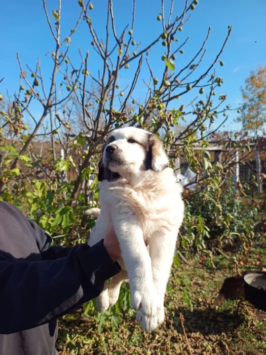 Ciobănesc de Bucovina