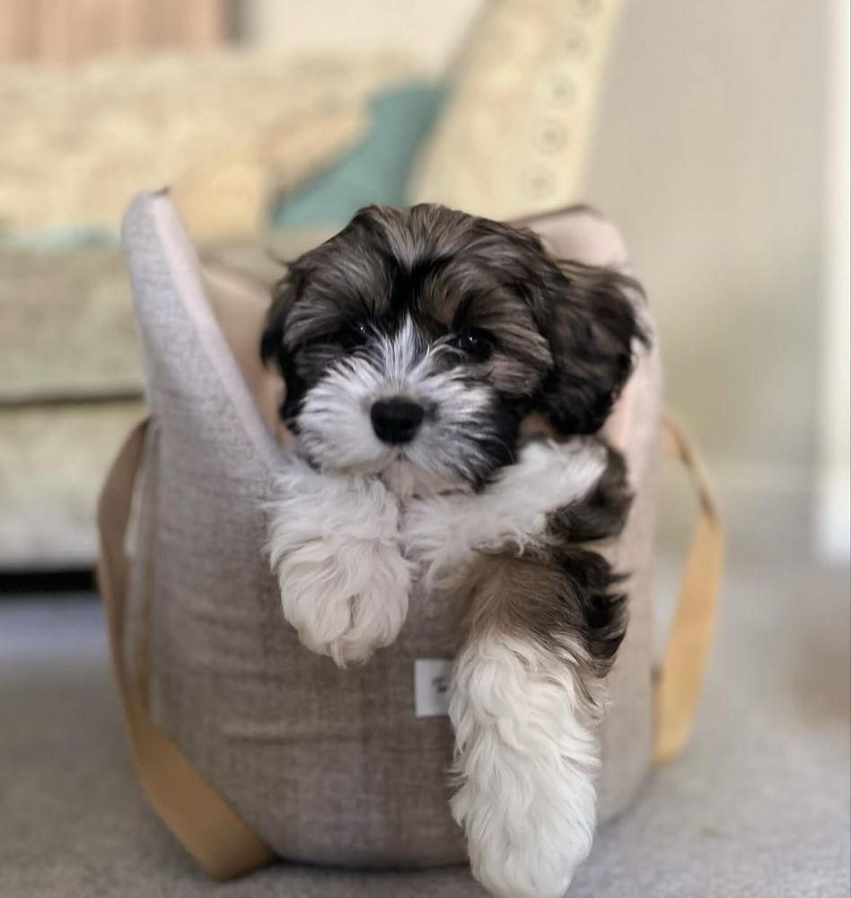 Bichon havanez 2 luni