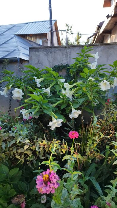 Brugmansia -Trompeta îngerilor - planta  decorativa
