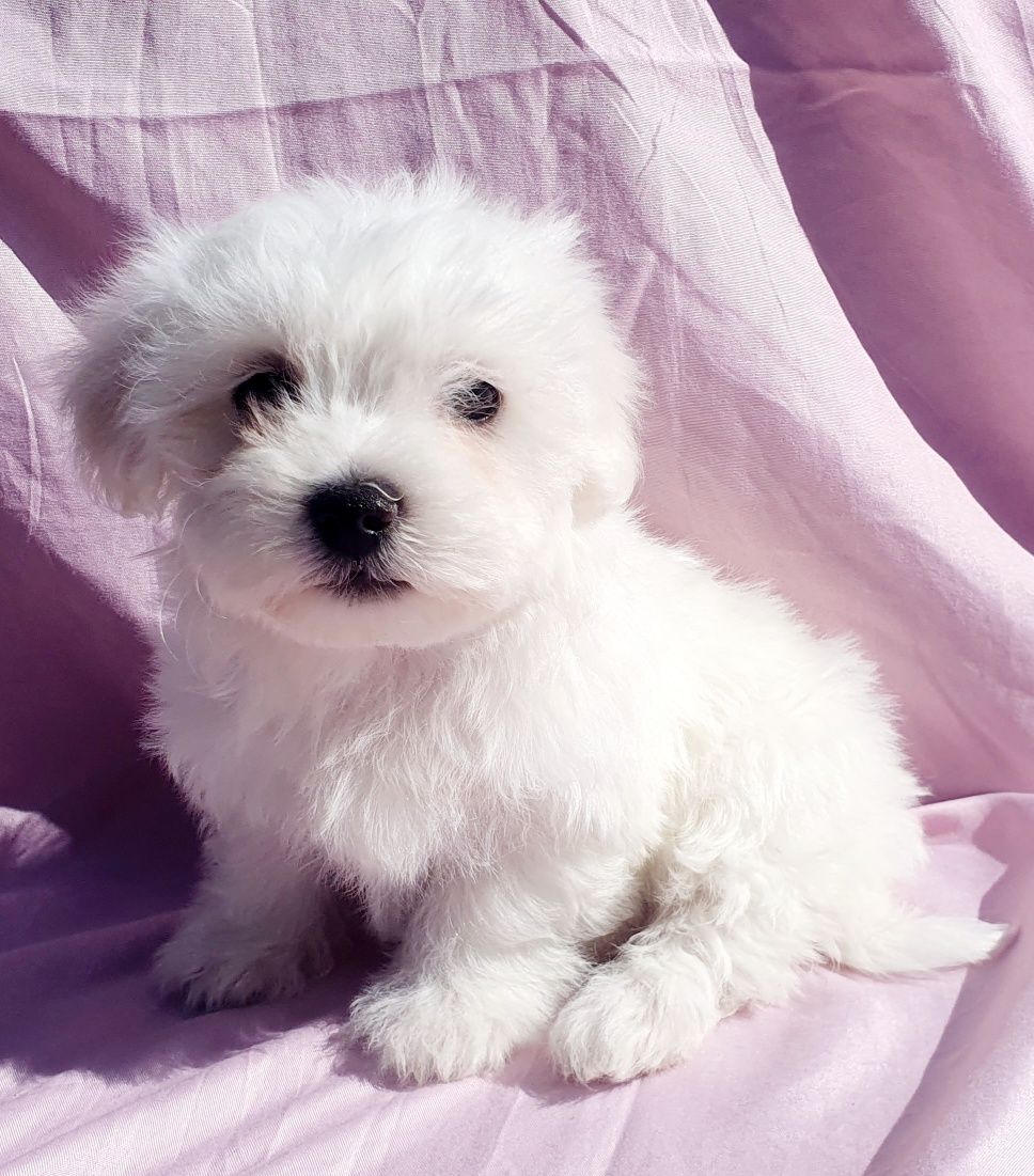 Bichon Maltez Mascul