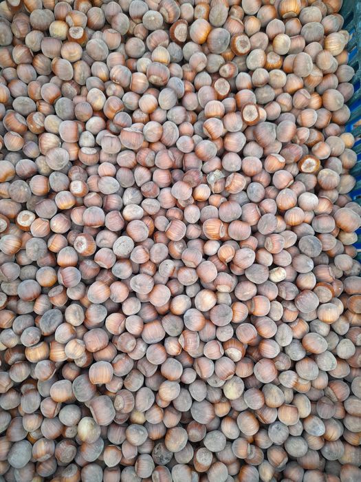 Alune de cultură-Bio